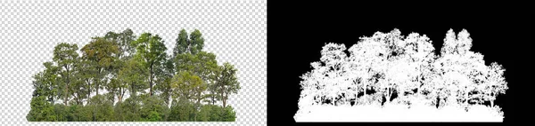 透明な背景に孤立した緑の木 黒の背景にカットパスとアルファチャンネルを持つ印刷とWebページの両方のための夏の森と葉です — ストック写真