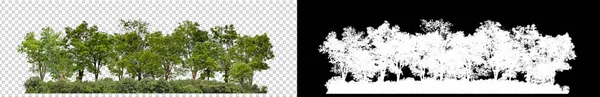 Gröna Träd Isolerade Transparent Bakgrund Skog Och Lövverk Sommaren För — Stockfoto