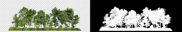 透明な背景に孤立した緑の木 黒の背景にカットパスとアルファチャンネルを持つ印刷とWebページの両方のための夏の森と葉です — ストック写真