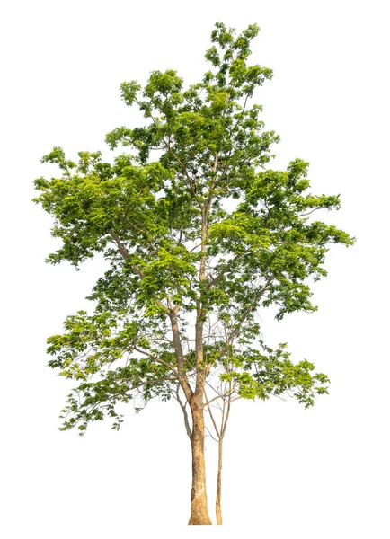 Isolerat Träd Vit Bakgrund — Stockfoto