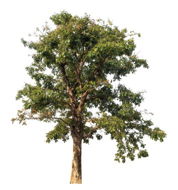 Beyaz arkaplanda izole edilmiş ağaç.