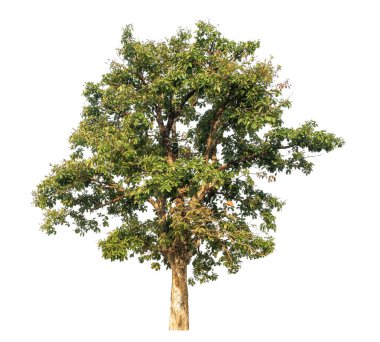 Beyaz arkaplanda izole edilmiş ağaç.