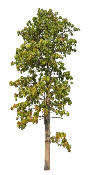 Izolovaný Strom Bílém Pozadí — Stock fotografie