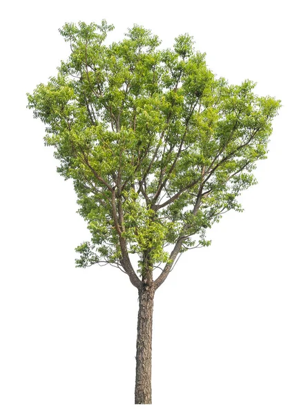 Ізольоване Дерево Білому Тлі — стокове фото