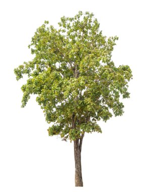 Beyaz arkaplanda izole edilmiş ağaç.