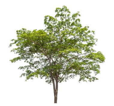 Beyaz arkaplanda izole edilmiş ağaç.