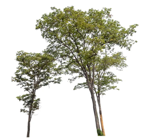 Isolierter Baum Auf Weißem Hintergrund — Stockfoto