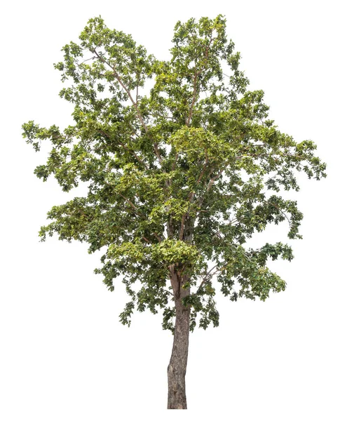 Isolerat Träd Vit Bakgrund — Stockfoto