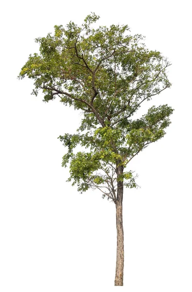 Copac Izolat Fundal Alb — Fotografie, imagine de stoc