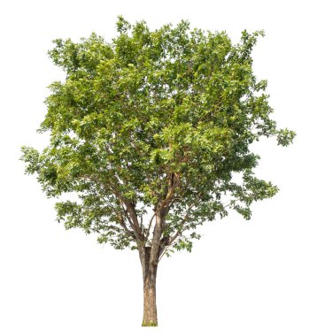 Beyaz arkaplanda izole edilmiş ağaç.