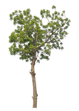 Beyaz arkaplanda izole edilmiş ağaç.