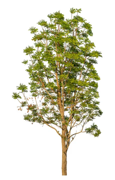 Beyaz Arkaplanda Izole Edilmiş Ağaç — Stok fotoğraf