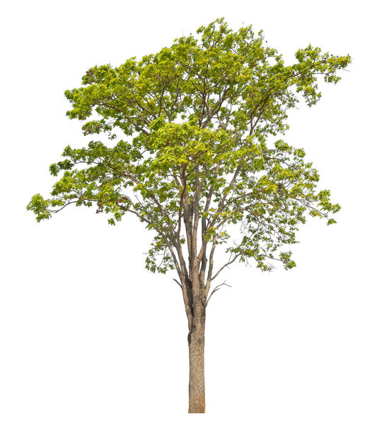 Isolated tree on white background.