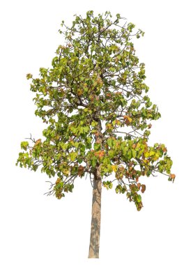 Beyaz arkaplanda izole edilmiş ağaç.