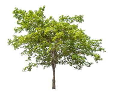 Beyaz arkaplanda izole edilmiş ağaç.