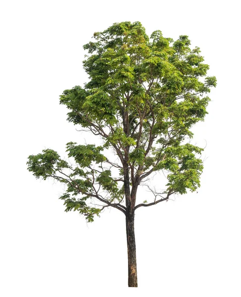 Erillinen Puu Valkoisella Pohjalla — kuvapankkivalokuva