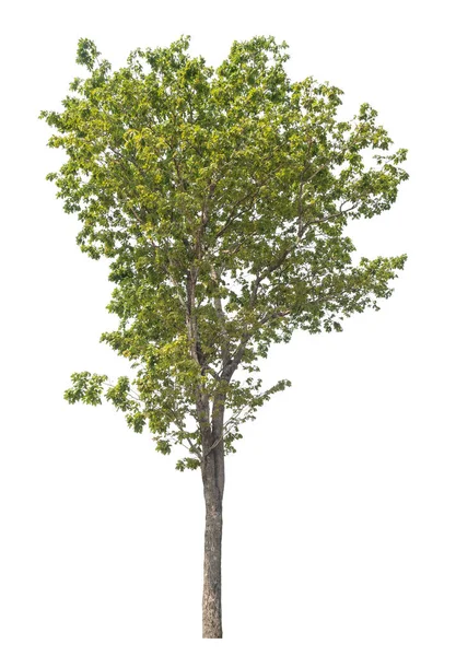 Μεμονωμένο Δέντρο Λευκό Φόντο — Φωτογραφία Αρχείου