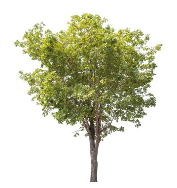 Beyaz arkaplanda izole edilmiş ağaç.