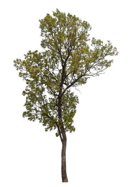 Ізольоване Дерево Білому Тлі — стокове фото