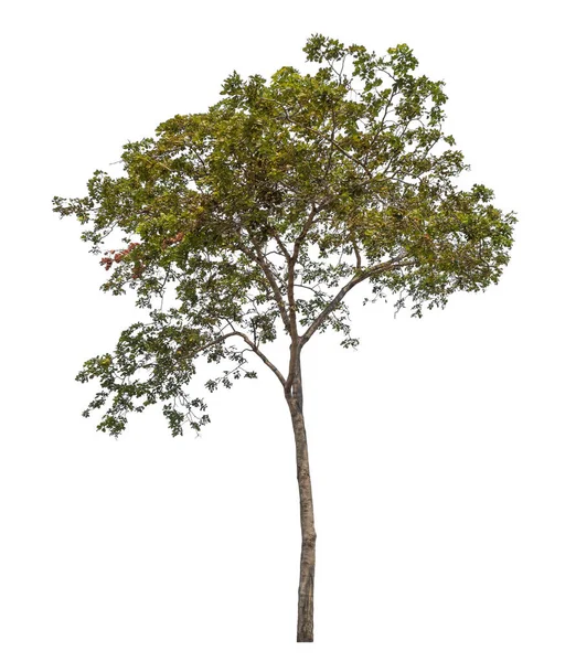 Odizolowane Drzewo Białym Tle — Zdjęcie stockowe