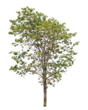 Beyaz arkaplanda izole edilmiş ağaç.