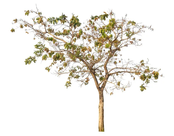 Μεμονωμένο Δέντρο Λευκό Φόντο — Φωτογραφία Αρχείου