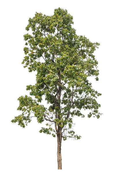 Odizolowane Drzewo Białym Tle — Zdjęcie stockowe
