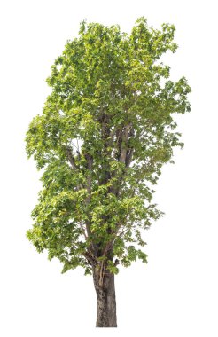 Beyaz arkaplanda izole edilmiş ağaç.