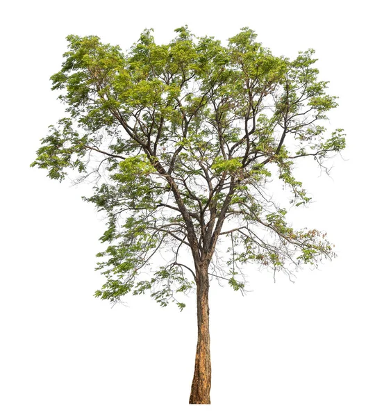 Изолированное Дерево Белом Фоне — стоковое фото
