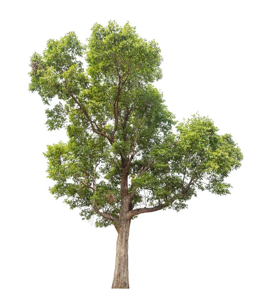 Изолированное Дерево Белом Фоне — стоковое фото