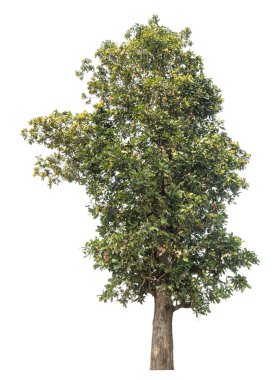 Beyaz arkaplanda izole edilmiş ağaç.