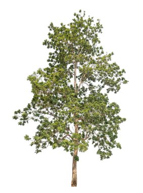 Beyaz arkaplanda izole edilmiş ağaç.