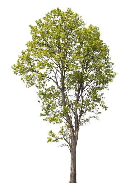 Izolovaný Strom Bílém Pozadí — Stock fotografie