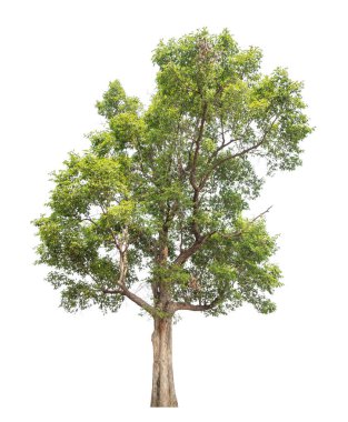 Beyaz arkaplanda izole edilmiş ağaç.