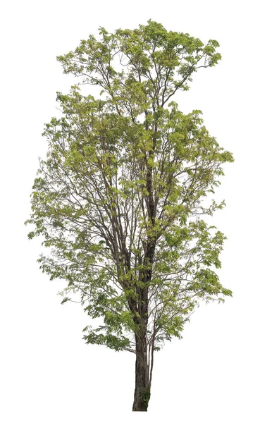 Copac Izolat Fundal Alb — Fotografie, imagine de stoc