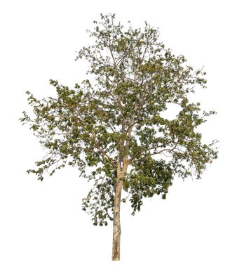 Beyaz arkaplanda izole edilmiş ağaç.