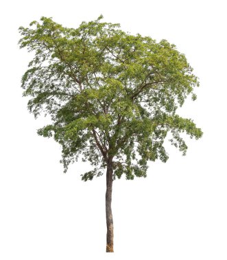 Beyaz arkaplanda izole edilmiş ağaç.