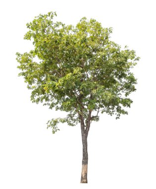 Beyaz arkaplanda izole edilmiş ağaç.