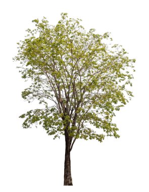 Beyaz arkaplanda izole edilmiş ağaç.
