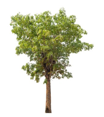 Beyaz arkaplanda izole edilmiş ağaç.