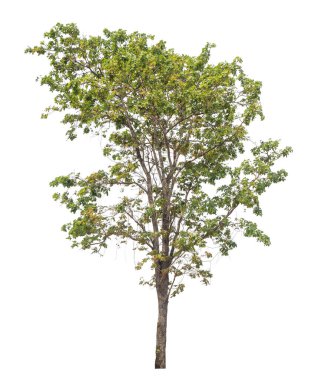 Beyaz arkaplanda izole edilmiş ağaç