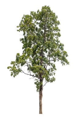 Beyaz arkaplanda izole edilmiş ağaç.