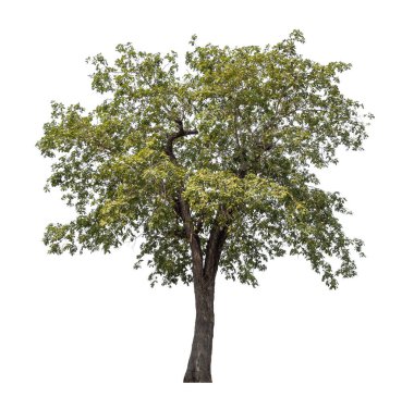 Beyaz arkaplanda izole edilmiş ağaç.