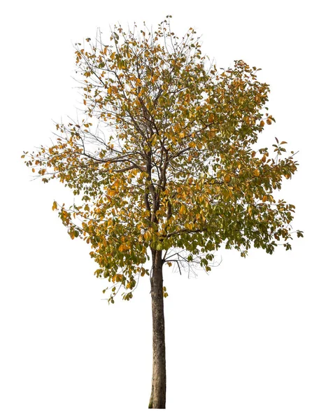 Pohon Yang Terisolasi Pada Latar Belakang Putih — Stok Foto