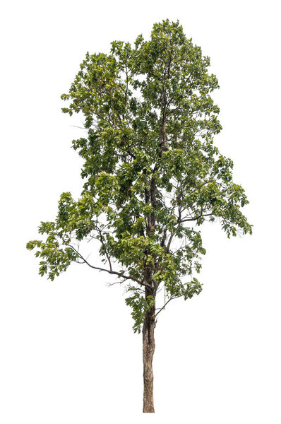 Isolated tree on white background.