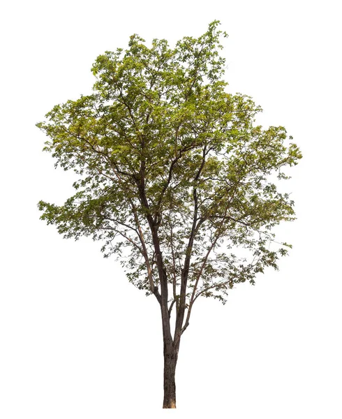 Árvore Isolada Sobre Fundo Branco — Fotografia de Stock