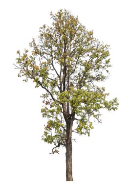 Beyaz arkaplanda izole edilmiş ağaçlar hem yazdırma hem de web sayfaları için uygundur.