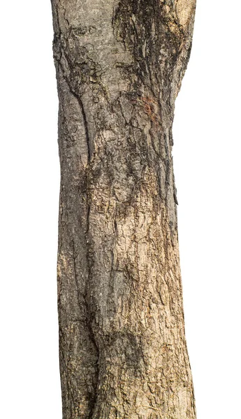Багажник Дерева Изолированного Белом Фоне — стоковое фото