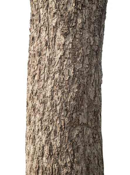 배경에 고립되어 나무의 — 스톡 사진