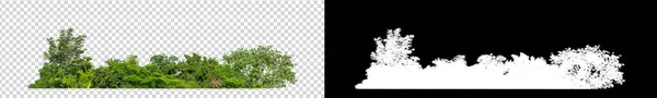 Зелені Дерева Прозорому Фоні Ліс Листя Влітку Друку Веб Сторінок — стокове фото